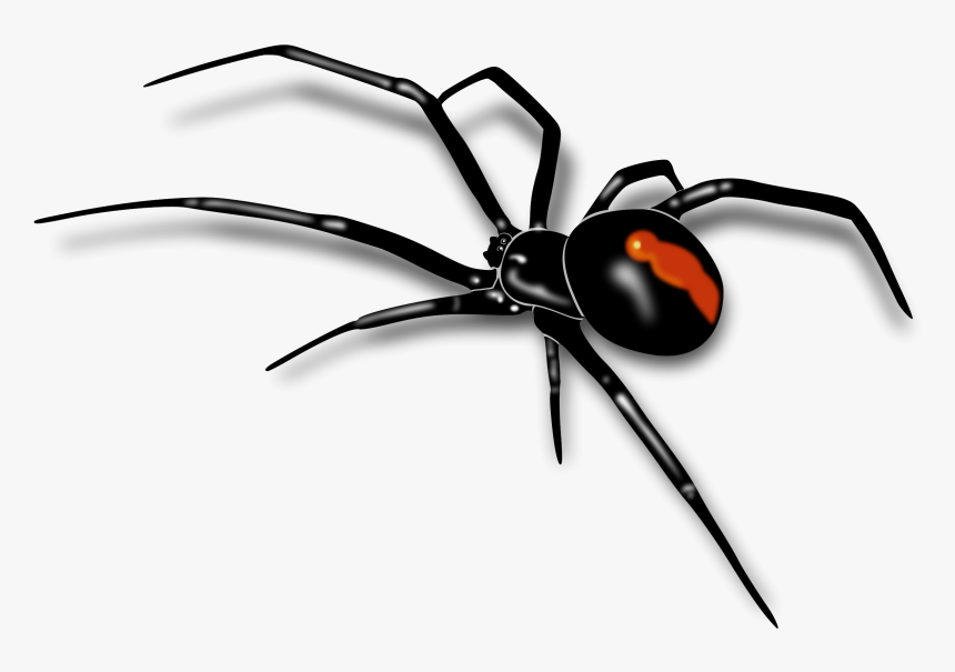 Mosquito Clipart Realistic - Spider Transparent Background, HD Png Download