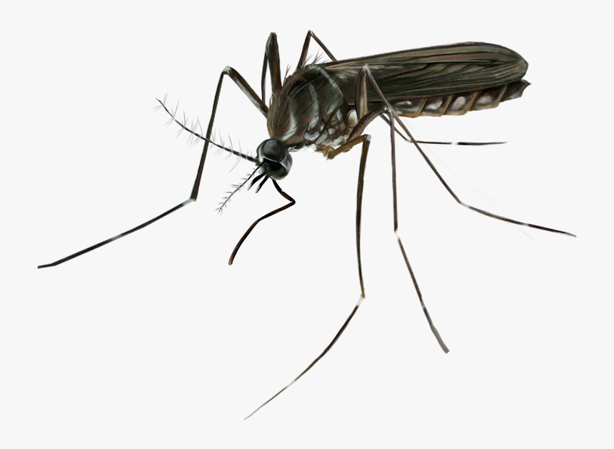 Mosquito , Png Download - Mosquito, Transparent Png