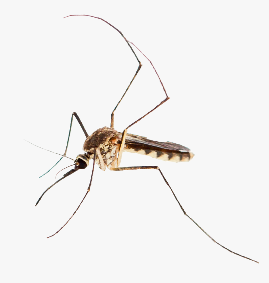 Adobe Mosquito - Mosquito, HD Png Download