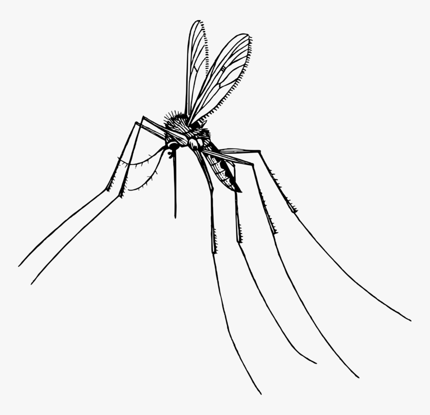 Monochrome Photography,tree,artwork - Transparent Background Mosquito Clipart, HD Png Download