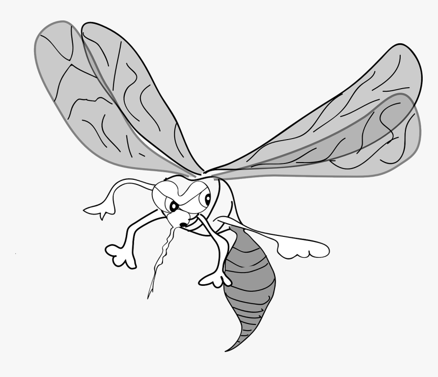 Mosquito Clip Art, HD Png Download