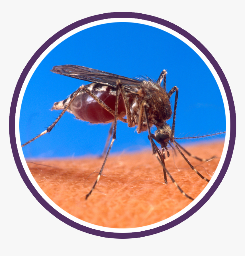 Mosquito Circle - Most Dangerous Animals In Thailand, HD Png Download