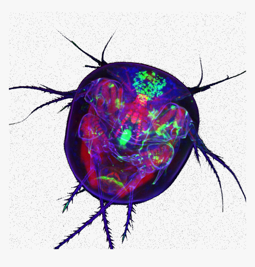 Illustration, HD Png Download