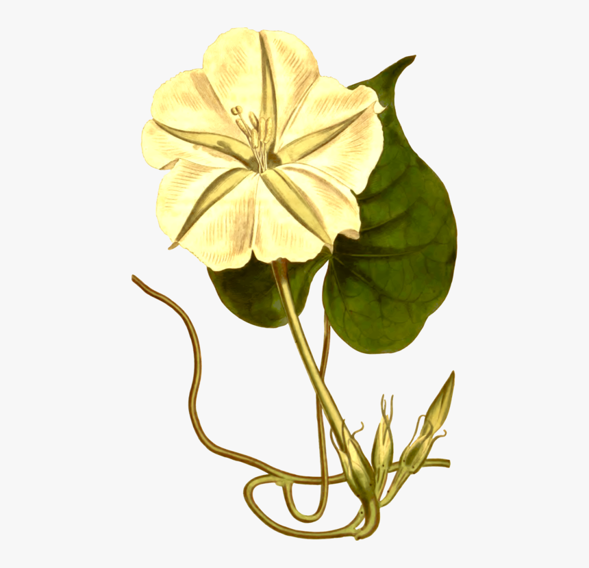 Tropical White Morning-glory Japanese Morning Glory - Clip Art, HD Png Download