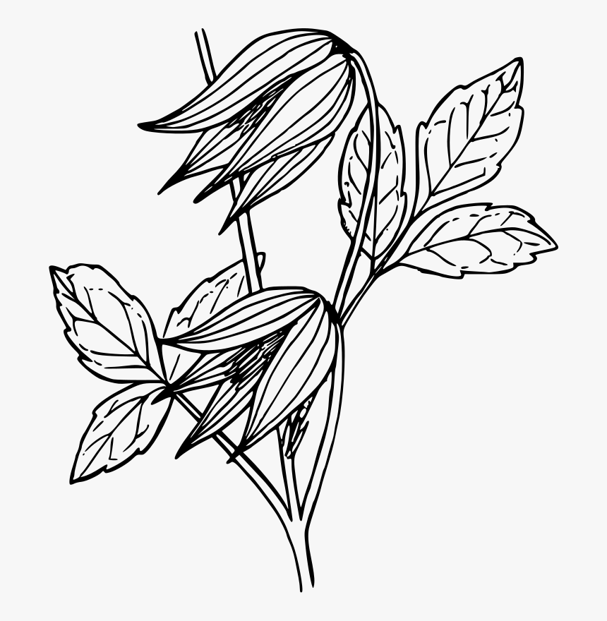 Art,symmetry,monochrome Photography - Coloriage Fleur, HD Png Download
