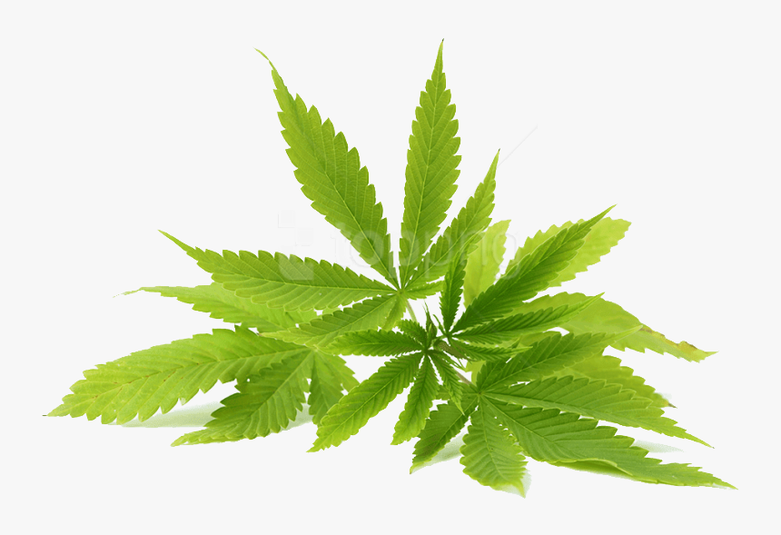 Cannabis Png Photo - Kush Man E Liquid, Transparent Png