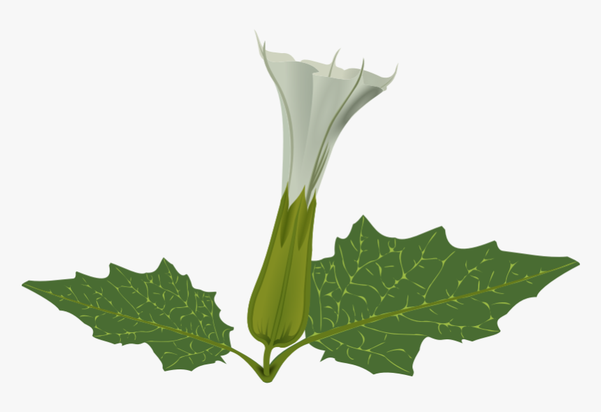 Free Weed Plant Clip Art - Datura Flower Png, Transparent Png