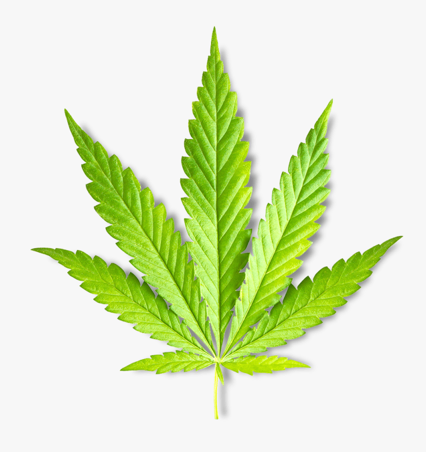 Leaf Marijuana Plant, HD Png Download