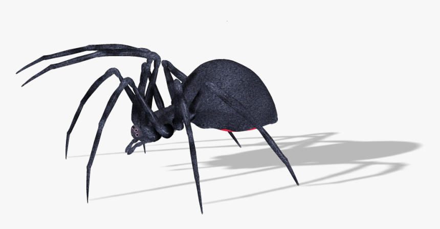 Ant, HD Png Download