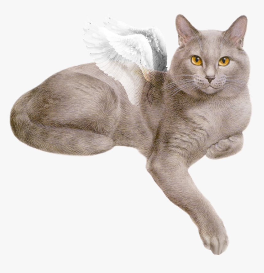 Beautiful White Fluffy Wings Flying Cat Gray Cat Gif Png Transparent Png Download Transparent Png Image Pngitem