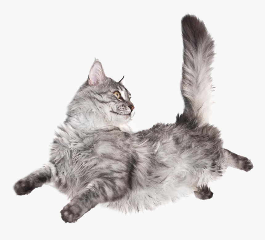 Image - Do Cats Fall On Their Feet, HD Png Download