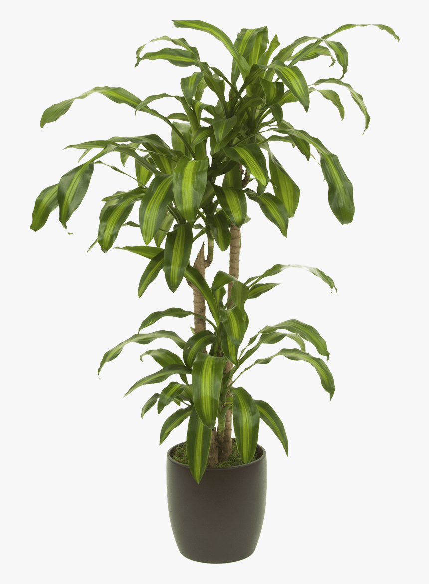 Transparent Plant Png - Transparent Tall Plant Png, Png Download