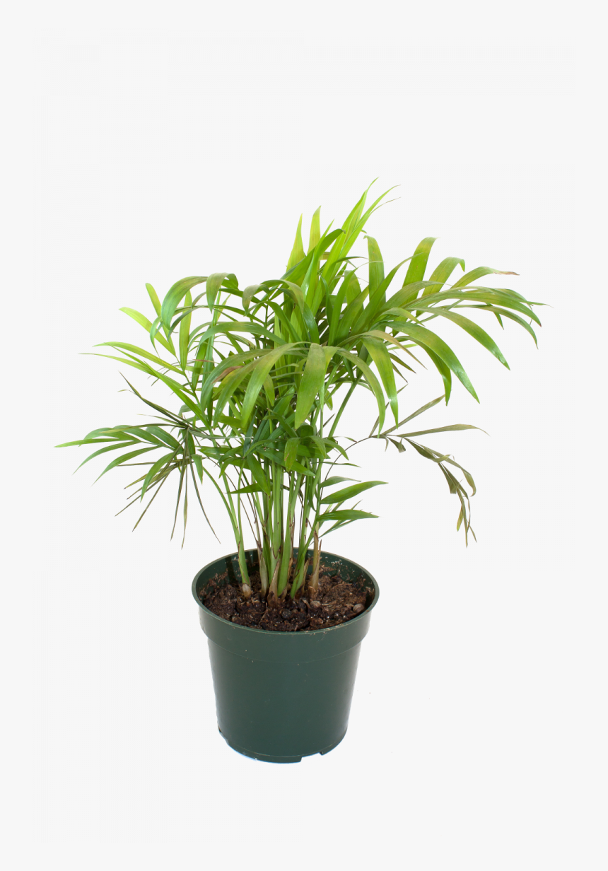 Bamboo House Plant Inspiring Flowerpot Bamboo Houseplant - Bamboo In Pot Hd Png, Transparent Png