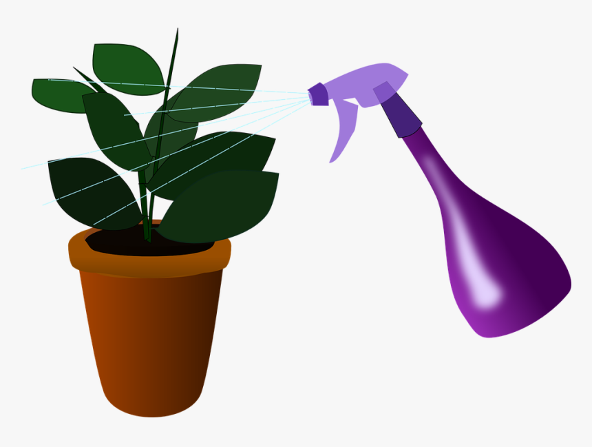 Houseplant, Plant, Watering, House Plant, Caring, Spray - Plants, HD Png Download