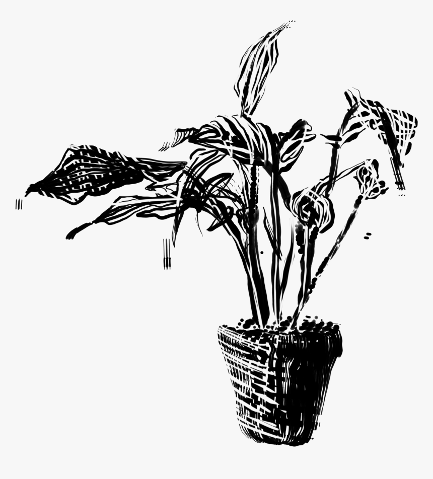 Plant Drawing - Illustration, HD Png Download