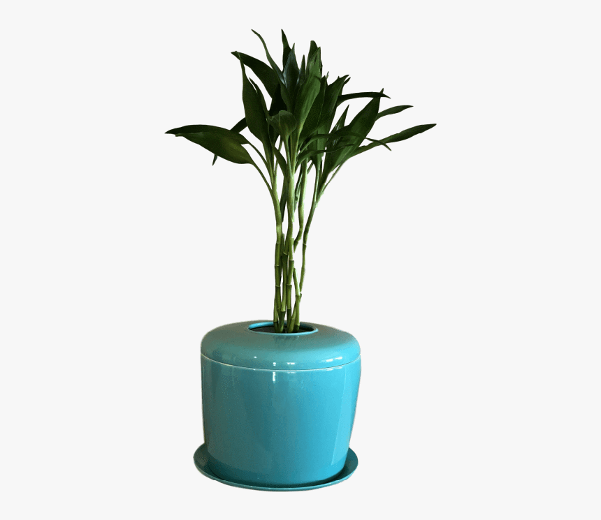 Houseplant, HD Png Download