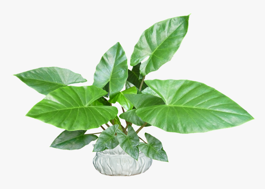 Leaves, Plant, Pot, Tropical, Houseplant - Plantain Weed, HD Png Download