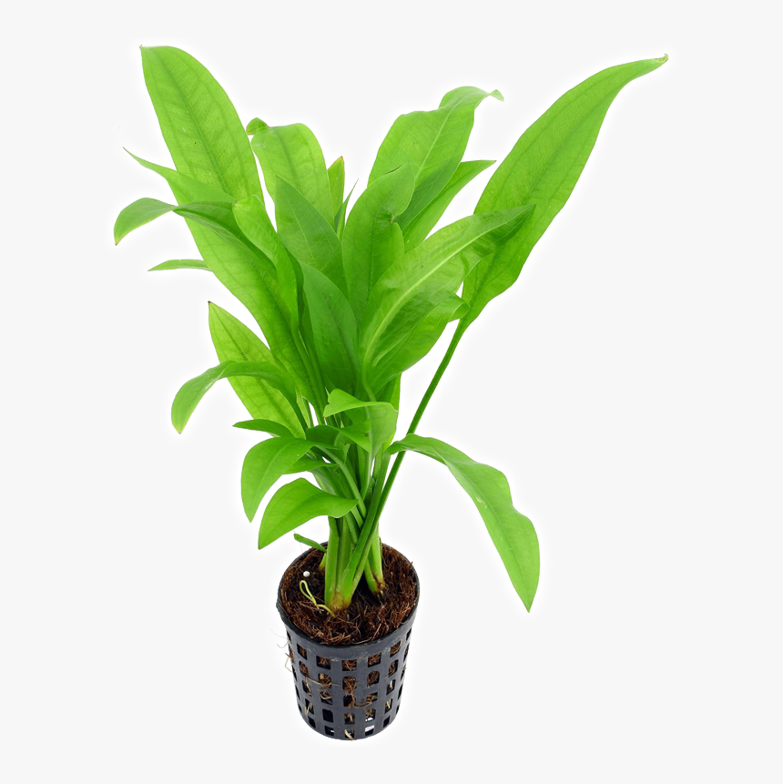 Echinodorus Amazon Sword - Houseplant, HD Png Download