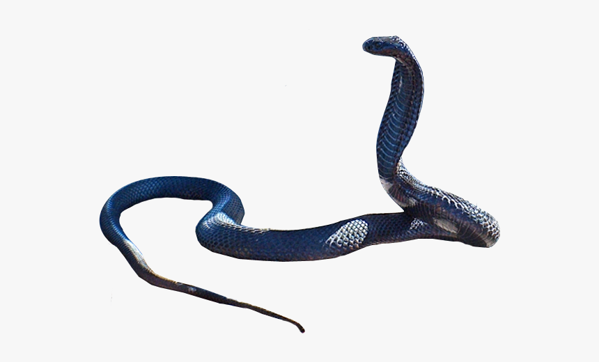 Snake Png - Transparent Black Snake Png, Png Download