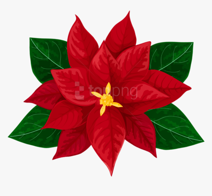Free Png Poinsettia Transparent Png - Christmas Poinsettias Images Clipart, Png Download