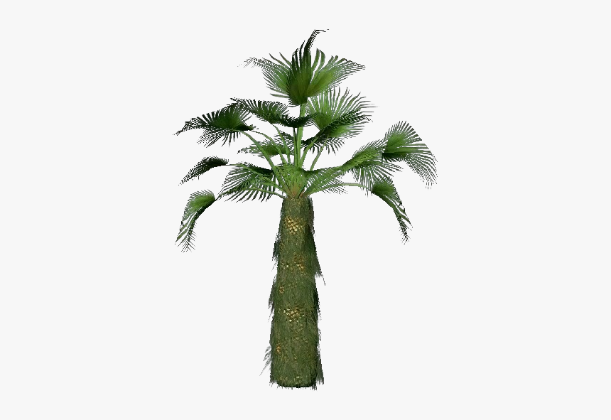 Trachycarpus Fortunei - - Trachycarpus Fortunei Uses, HD Png Download