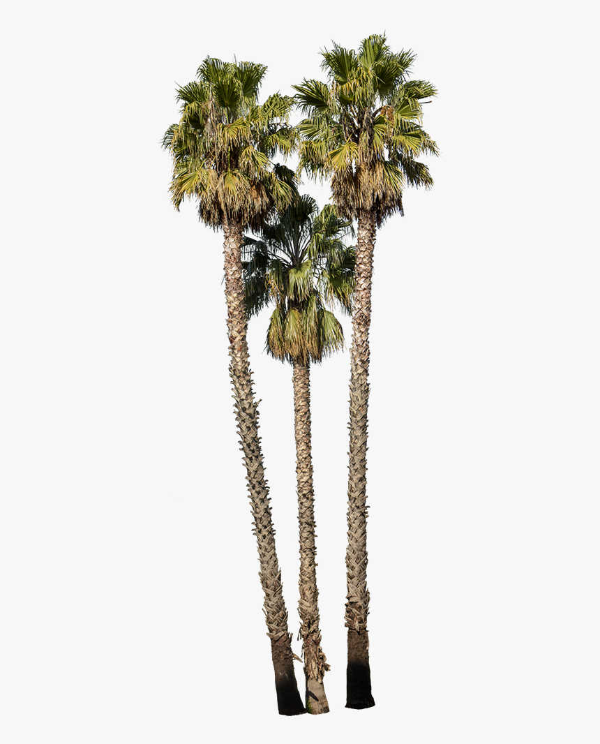 Washingtonia Robusta Palm Trees, HD Png Download