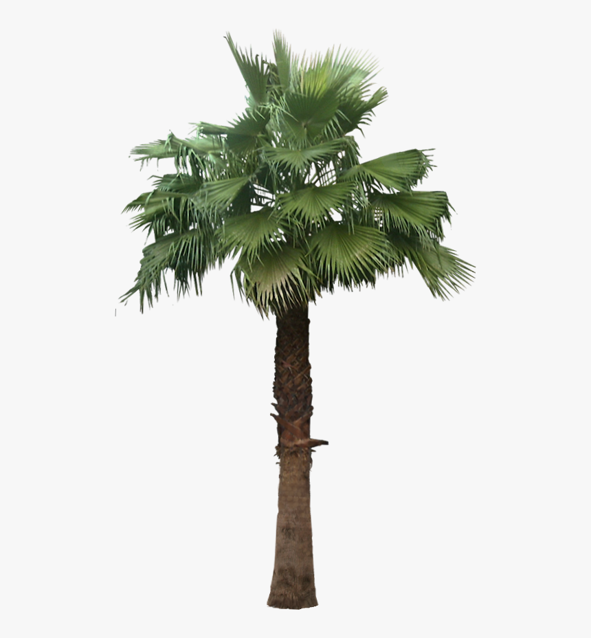 Transparent Png Plants For Photoshop - Washingtonia Robusta Png, Png Download