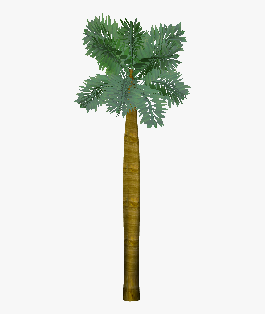 Borassus Flabellifer - Pond Pine, HD Png Download