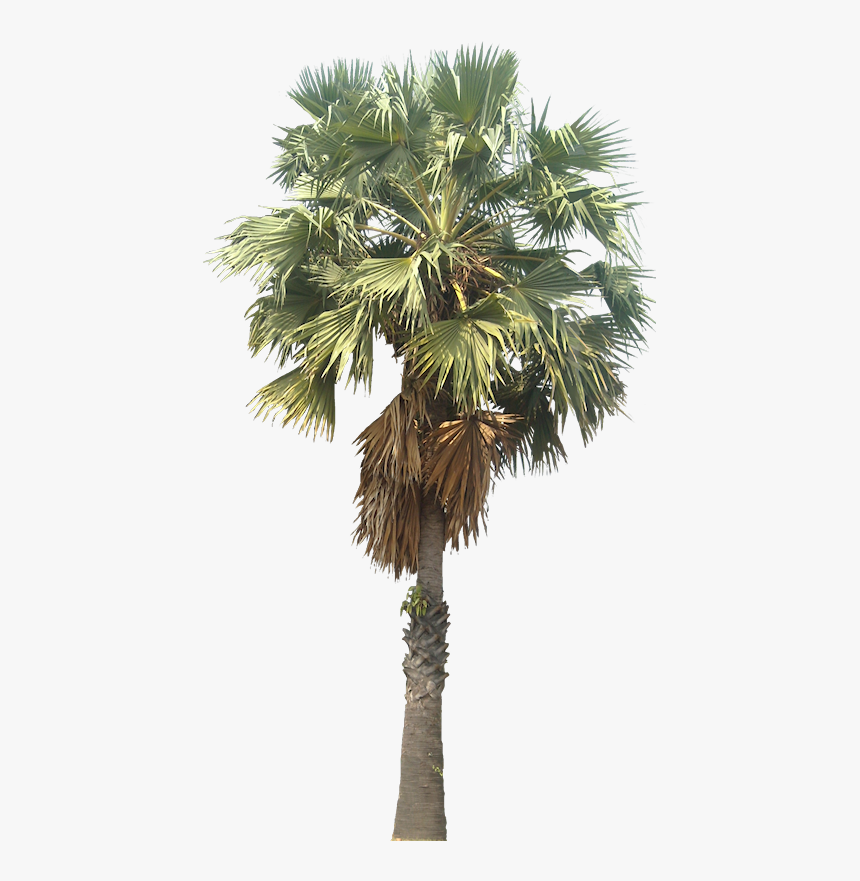 Sugar Palm Tree Png, Transparent Png