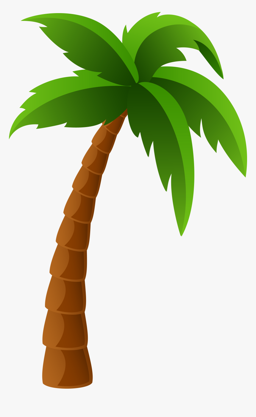 Washingtonia Filifera Arecaceae Washingtonia Robusta, HD Png Download