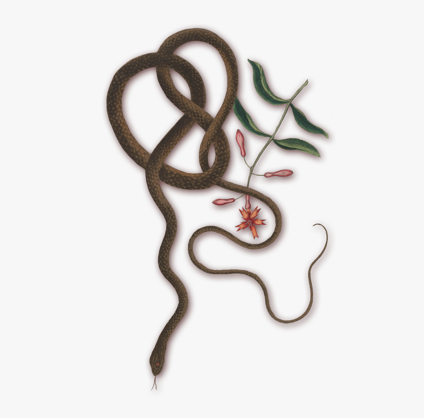 Coachwhip Snake, HD Png Download