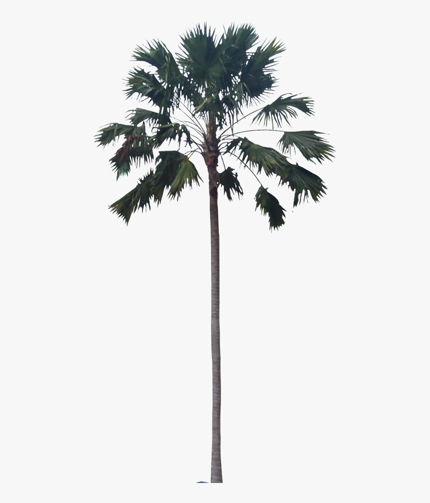 Transparent Washingtonia Png - Palmas Para Photoshop, Png Download