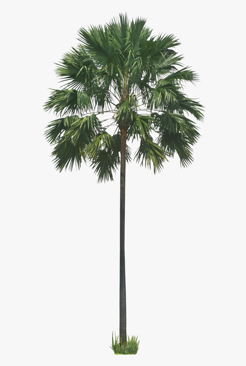 Transparent Background Tree Png Palm, Png Download