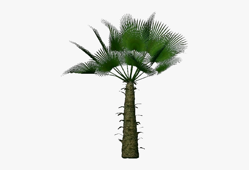 Trachycarpus Fortunei - - บอน ไซ มะพร้าว สวย ๆ, HD Png Download
