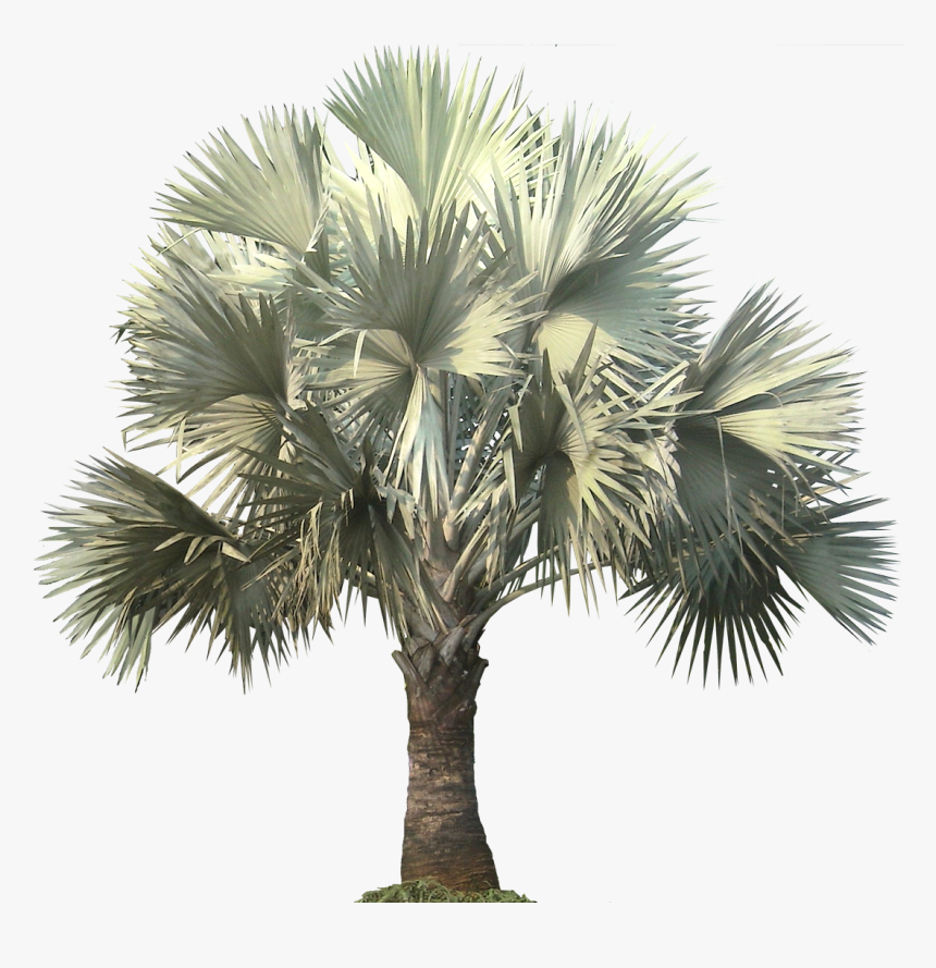 Silver Bismarck Palm Png, Transparent Png