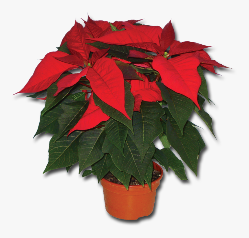 Poinsetta Pa317 - Flowerpot, HD Png Download