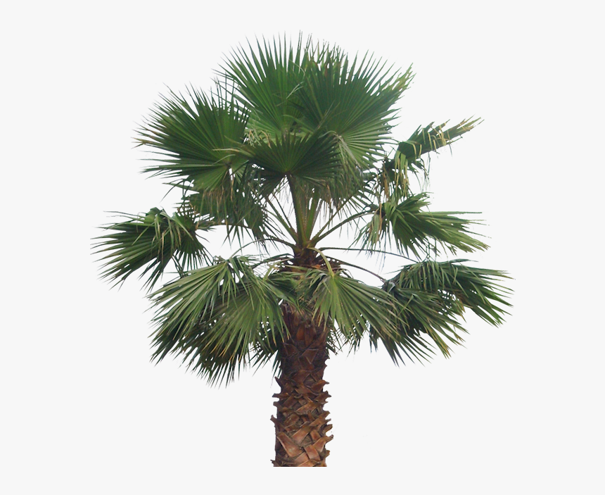 Palma Washingtonia Png, Transparent Png