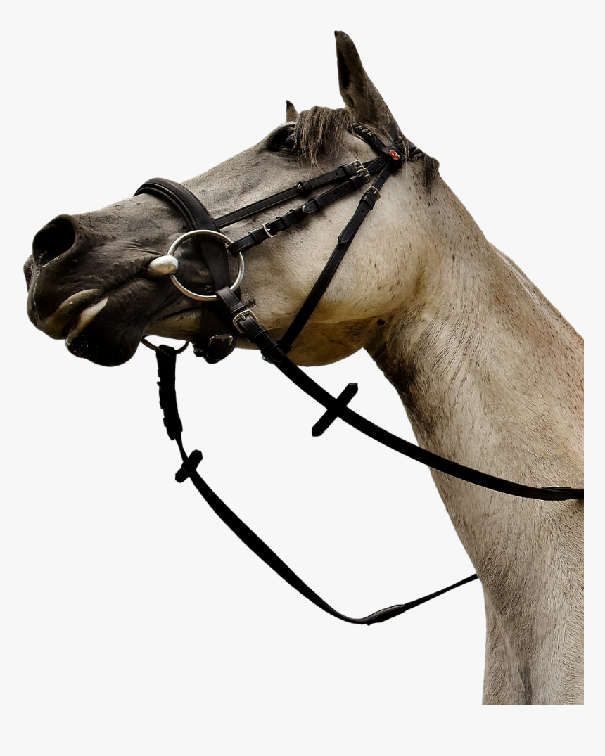 Horse Mold Pony Low Angle Shot Funny Cute - Horse Head Low Angle, HD Png Download