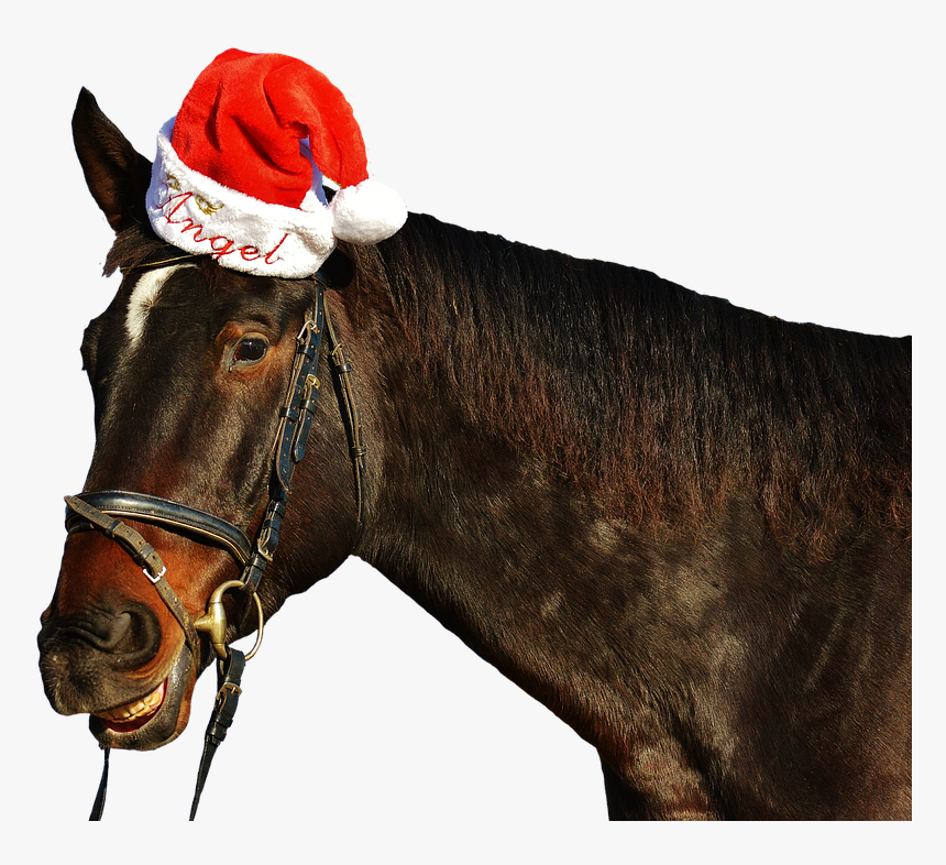 Horse, Laugh, Grin, Christmas, Santa Hat, Funny, Cute - Funny Christmas Horse, HD Png Download
