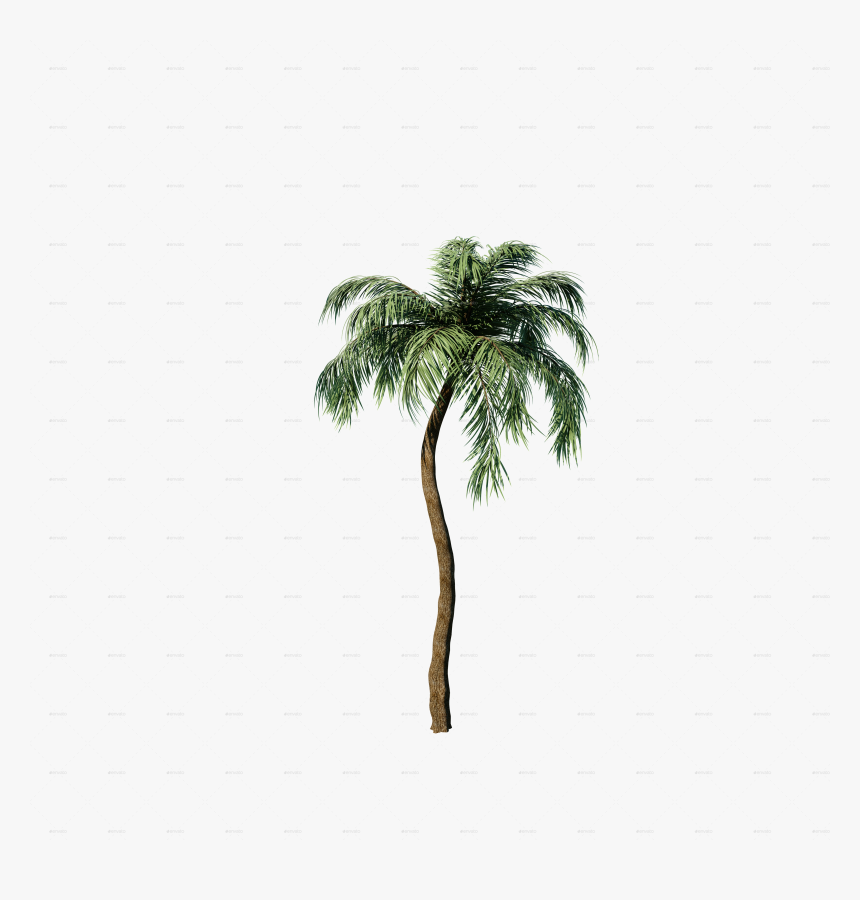 Transparent Palm Png - Borassus Flabellifer, Png Download