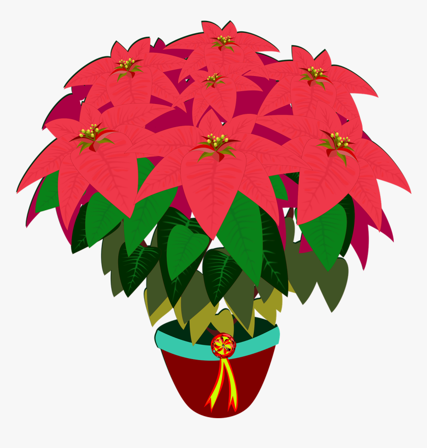 Flower Drawing Poinsettia Digital Image Cc0, HD Png Download