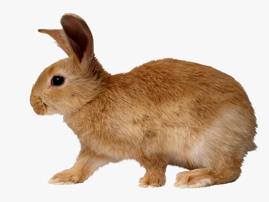 Coelho Png, Transparent Png
