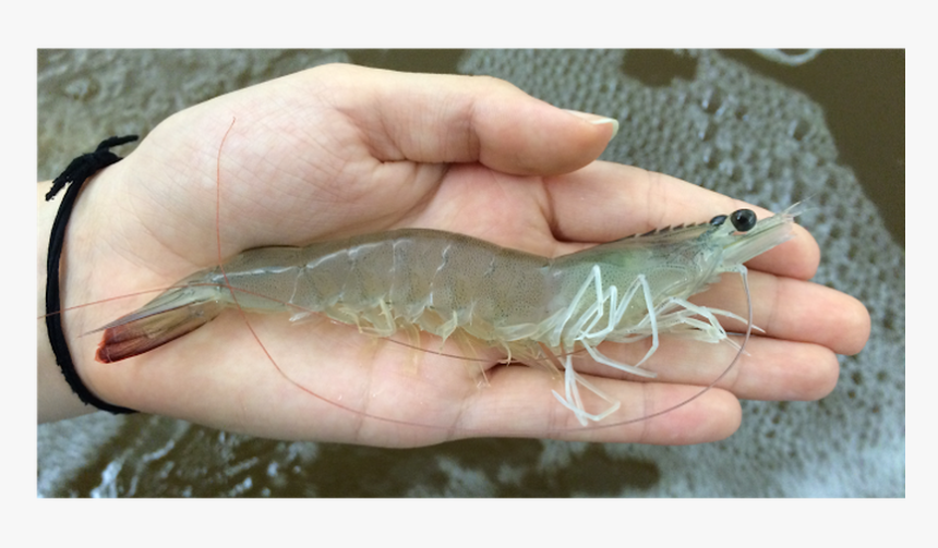 Shrimp White Spot Syndrome, HD Png Download