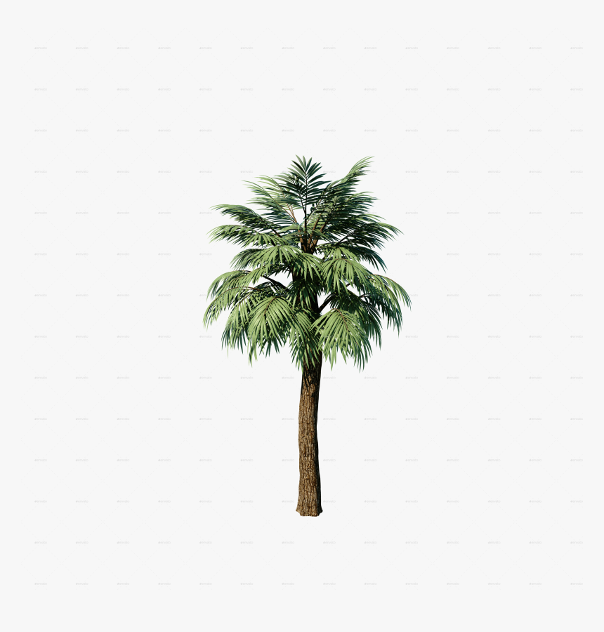 Transparent Palm Plant Png - Attalea Speciosa, Png Download