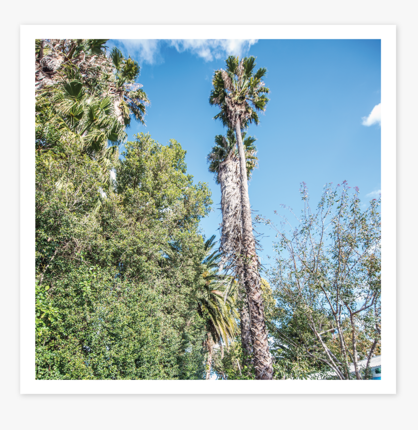 Pond Pine, HD Png Download