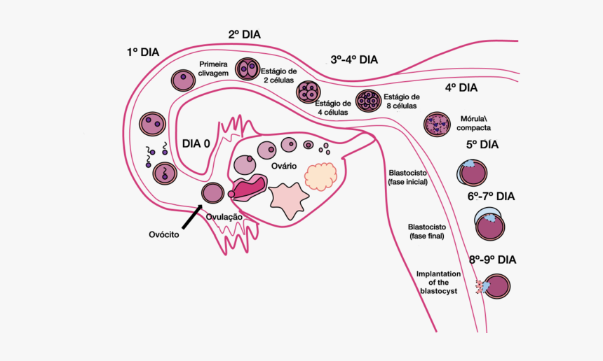 14 Days Pregnancy, HD Png Download