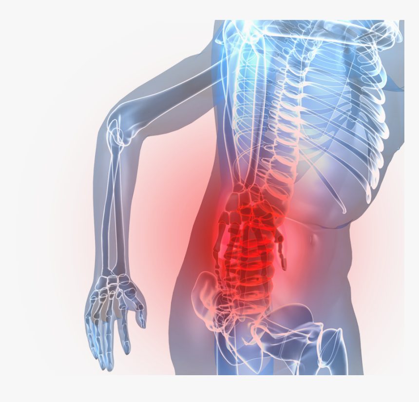 Transparent Spinal Cord Png - Low Back Pain Png, Png Download