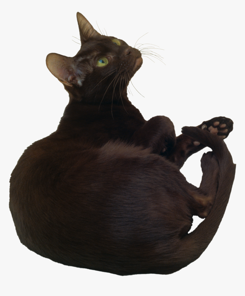 Cat Png - Black Cat Png Background Transparent, Png Download
