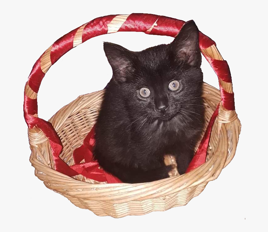 Original Photo By Kitty Shorewood - Black Cat, HD Png Download