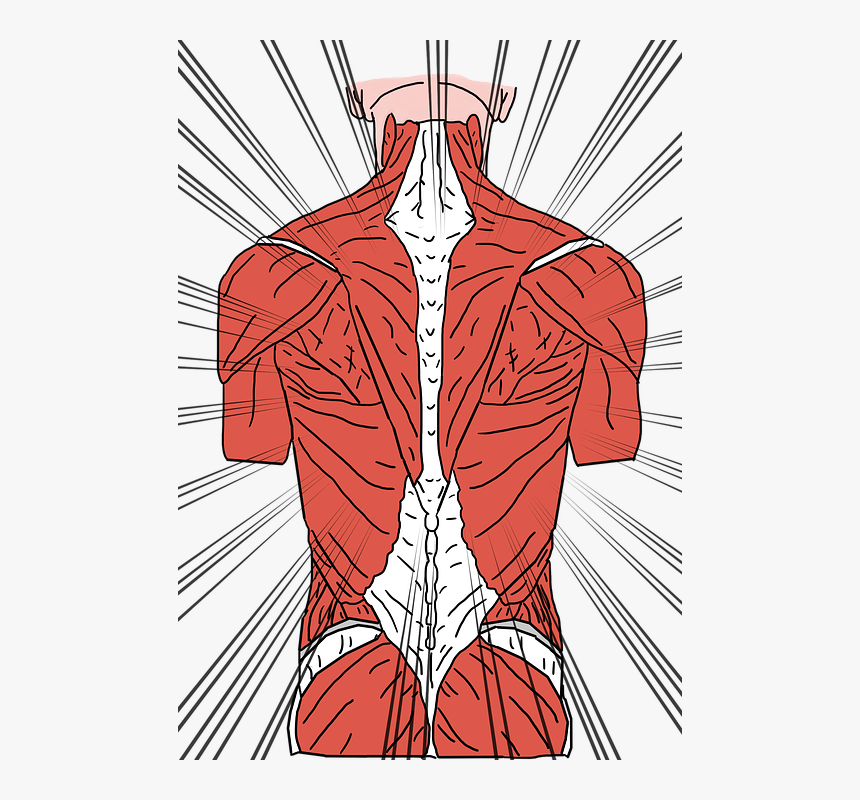 Back Pain, Backache, Back Ache, Backpain, Cramp, Spine - Back Muscles, HD Png Download